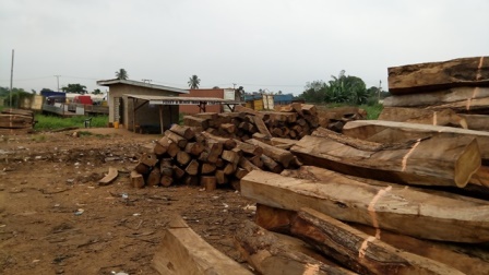Rosewood logs at a Sagamu depot cut to export size